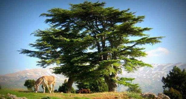 أكثر من مليوني شجرة من الأرز اللبناني الأصيل في حرف التنوب محاولات لاستثمار الموقع وتوظيفه في خدمة السياحة البيئية