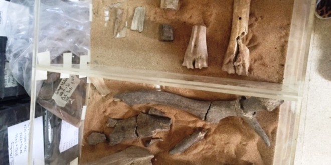 مكتشفات اثرية في موقع الفرير الاثري في صيدا القديمة: إناء صيدوني نادر يماثل الاناء المعروض في متحف متروبوليتان في نيويورك
