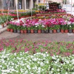 سوق الأزهار في بكفيا
