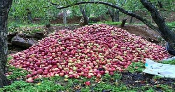 اعتصام لمزارعي التفاح في الشوف وجزين لدفع باقي المستحقات
